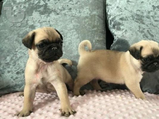 PoulaTo: PUG